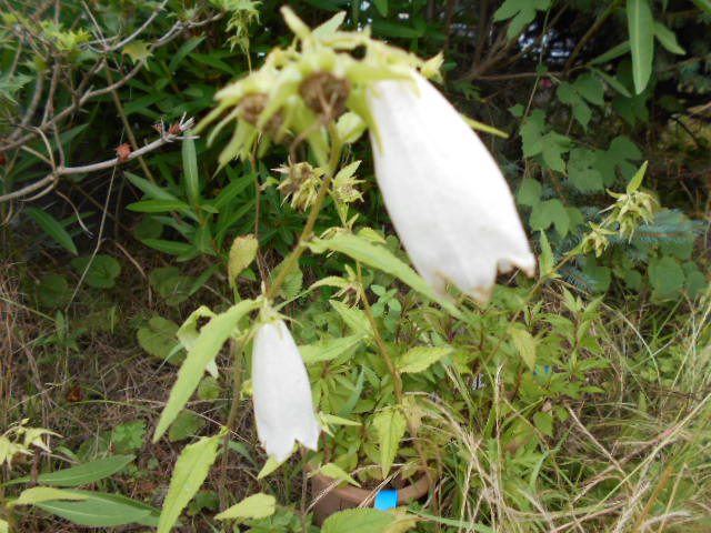 �Ԃǐ^�񒆂̗��ւ�