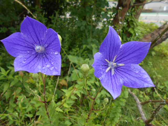 �Ԃǐ^�񒆂̗��ւ�