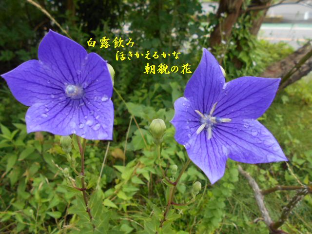 �Ԃǐ^�񒆂̗��ւ�