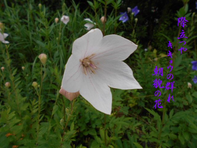 �Ԃǐ^�񒆂̗��ւ�