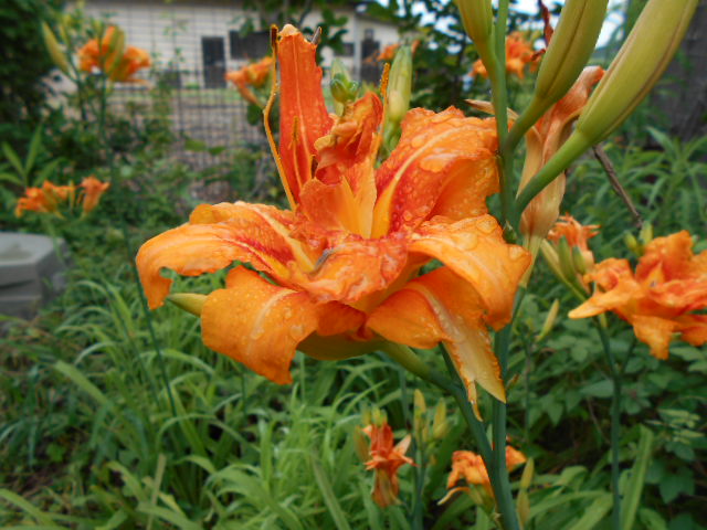 �Ԃǐ^�񒆂̗��ւ�