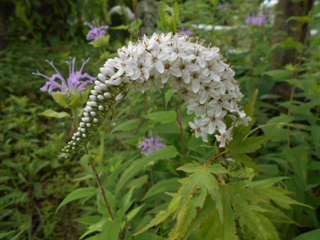 �Ԃǐ^�񒆂̗��ւ�