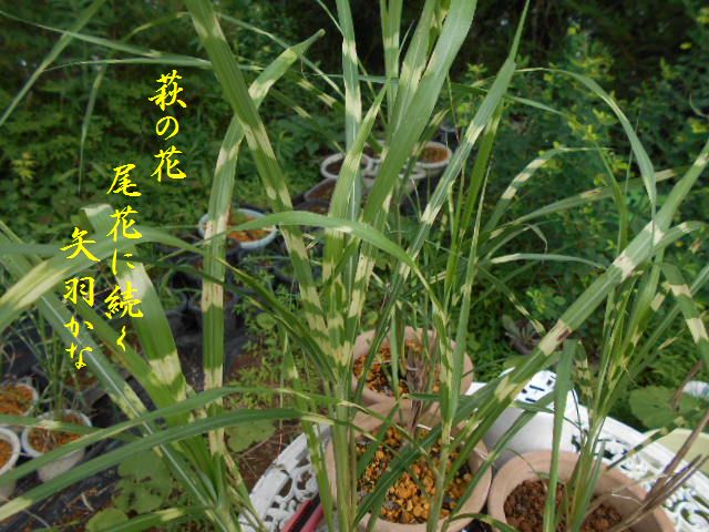 �Ԃǐ^�񒆂̗��ւ�