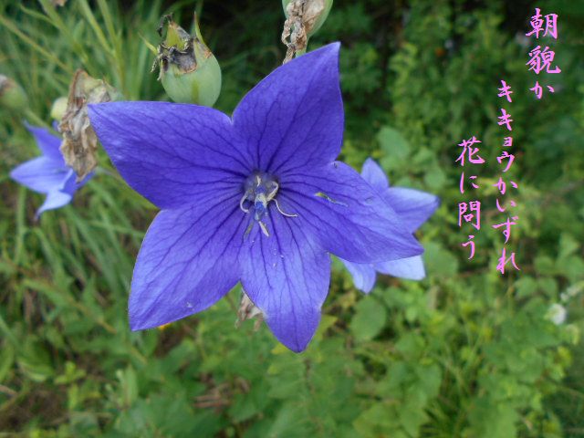 �Ԃǐ^�񒆂̗��ւ�