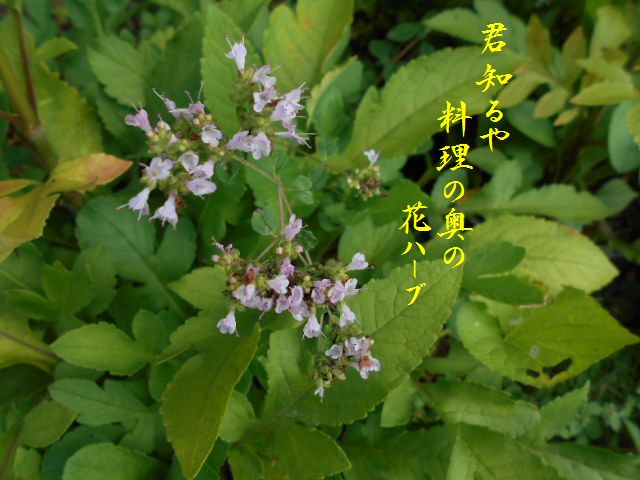 �Ԃǐ^�񒆂̗��ւ�