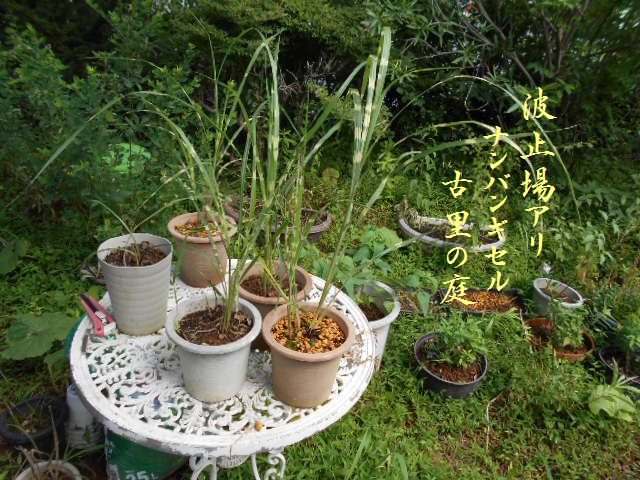 �Ԃǐ^�񒆂̗��ւ�