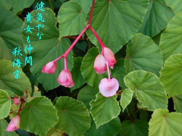 �Ԃǐ^�񒆂̗��ւ�