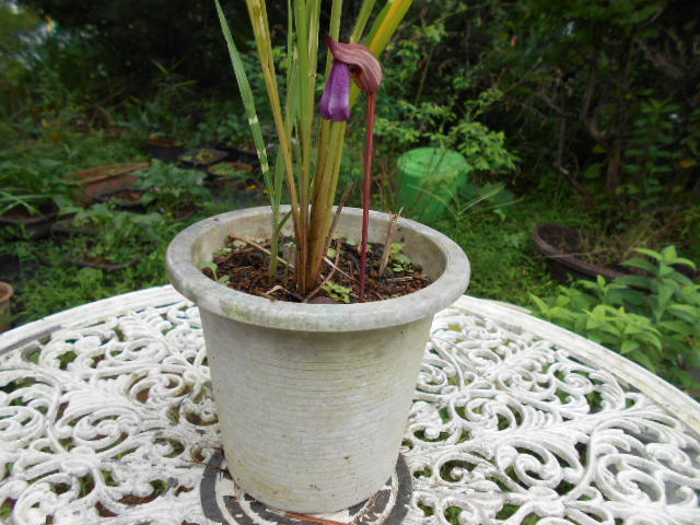 �Ԃǐ^�񒆂̗��ւ�