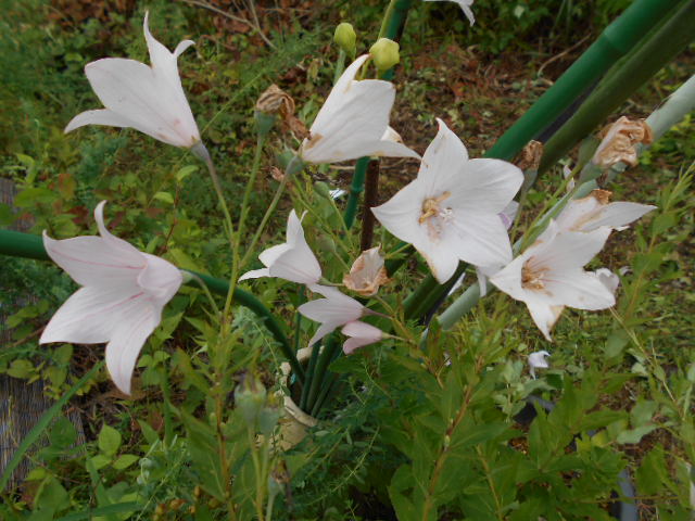 �Ԃǐ^�񒆂̗��ւ�