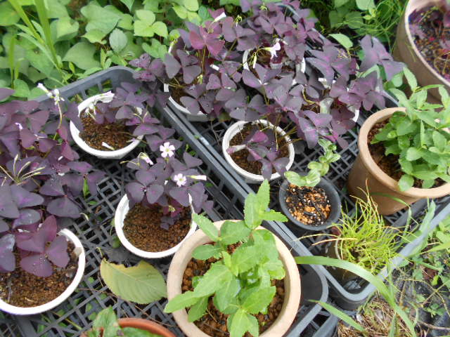 �Ԃǐ^�񒆂̗��ւ�