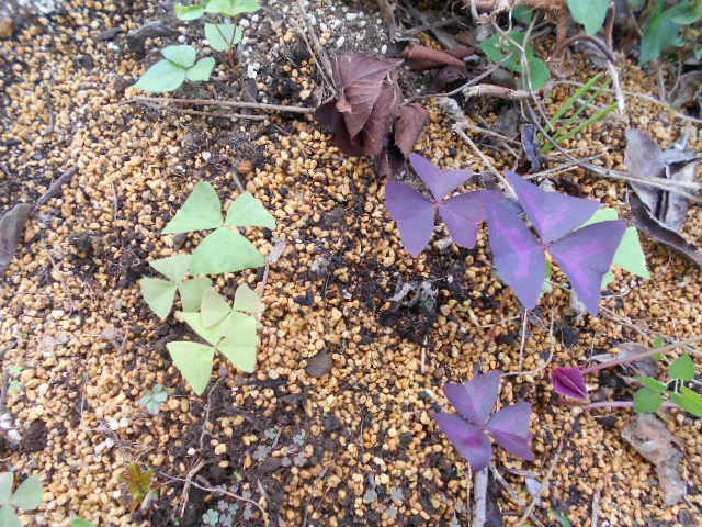 �Ԃǐ^�񒆂̗��ւ�