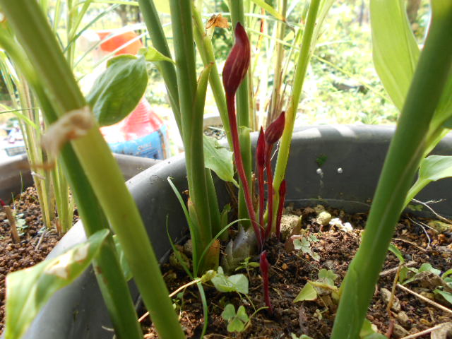 �Ԃǐ^�񒆂̗��ւ�