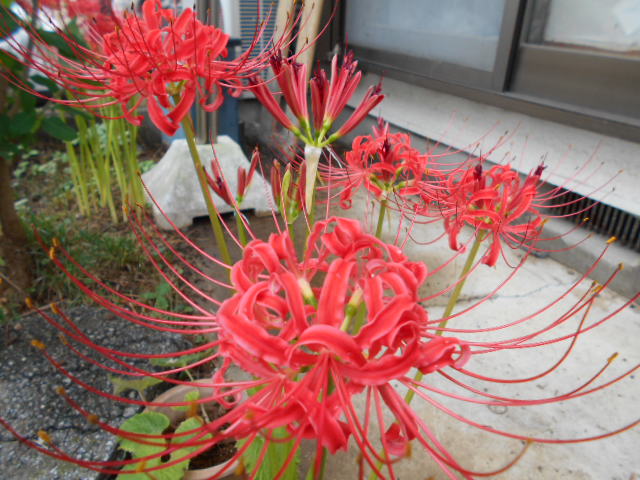 �Ԃǐ^�񒆂̗��ւ�