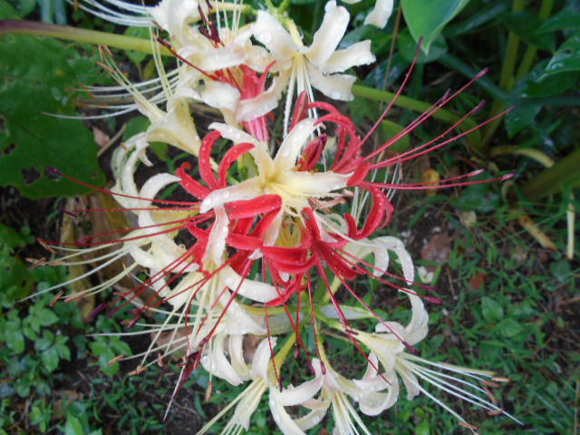 �Ԃǐ^�񒆂̗��ւ�