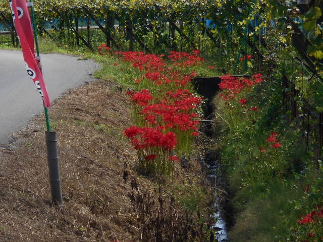 �Ԃǐ^�񒆂̗��ւ�