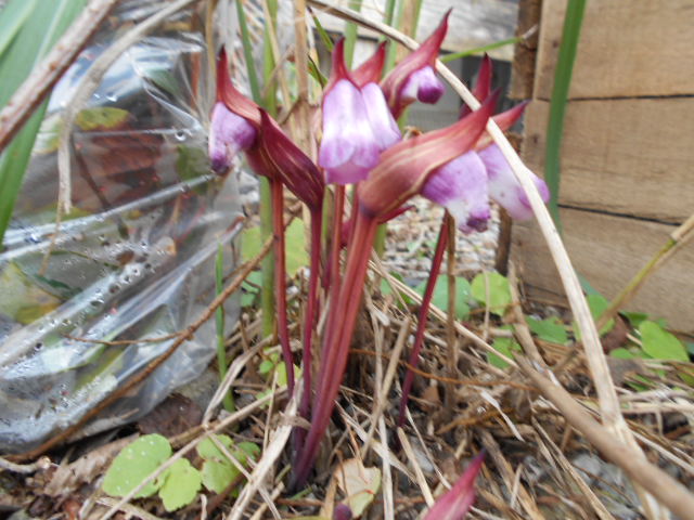 �Ԃǐ^�񒆂̗��ւ�