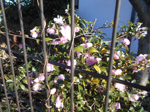 �Ԃǐ^�񒆂̗��ւ�