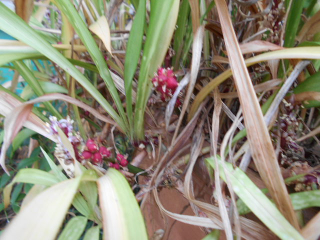 �Ԃǐ^�񒆂̗��ւ�