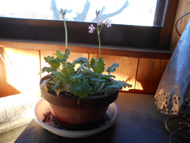 �Ԃǐ^�񒆂̗��ւ�