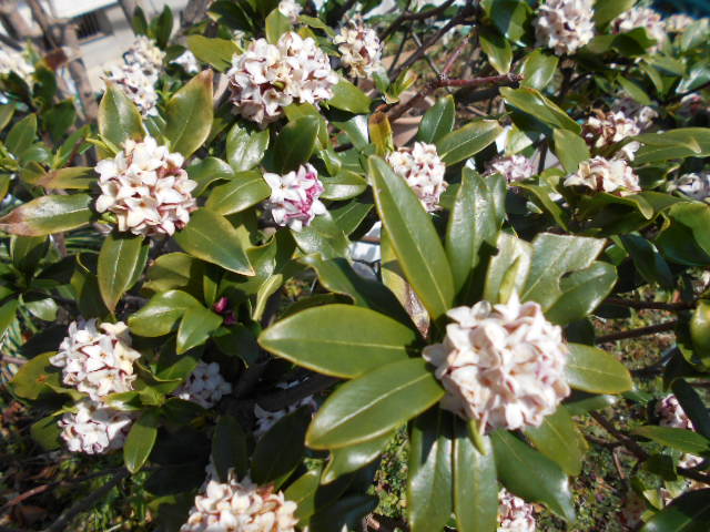 �Ԃǐ^�񒆂̗��ւ�