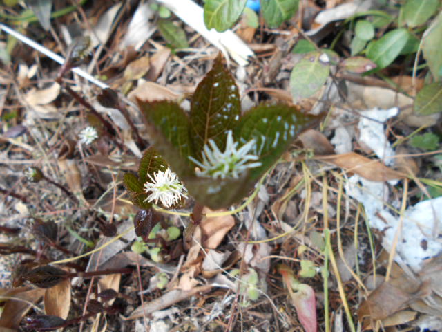 �Ԃǐ^�񒆂̗��ւ�