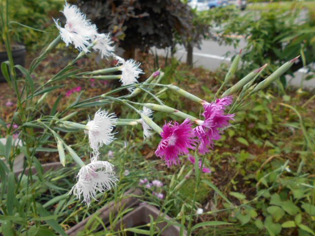 �Ԃǐ^�񒆂̗��ւ�