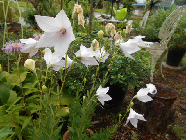 �Ԃǐ^�񒆂̗��ւ�