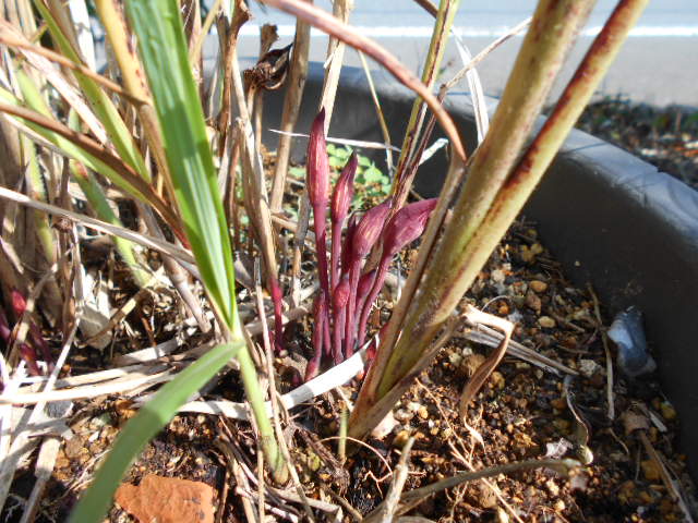 �Ԃǐ^�񒆂̗��ւ�