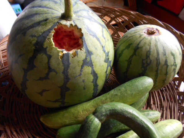 �Ԃǐ^�񒆂̗��ւ�