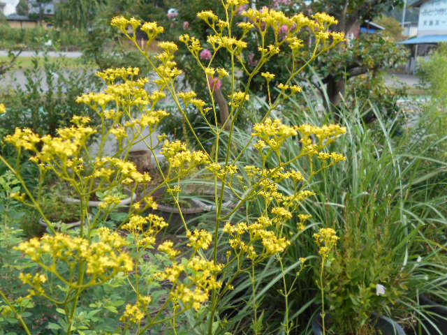 �Ԃǐ^�񒆂̗��ւ�