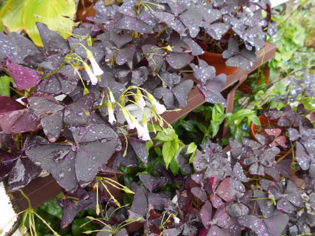 �Ԃǐ^�񒆂̗��ւ�