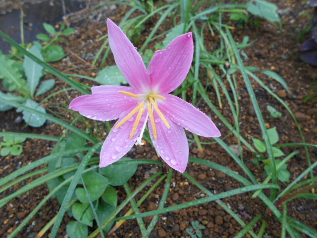 �Ԃǐ^�񒆂̗��ւ�