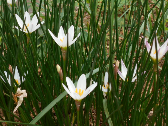 �Ԃǐ^�񒆂̗��ւ�