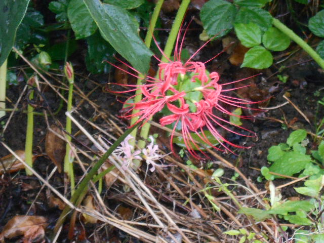 �Ԃǐ^�񒆂̗��ւ�