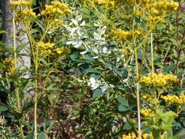 �Ԃǐ^�񒆂̗��ւ�