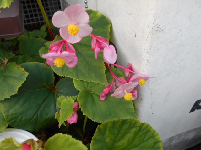 �Ԃǐ^�񒆂̗��ւ�