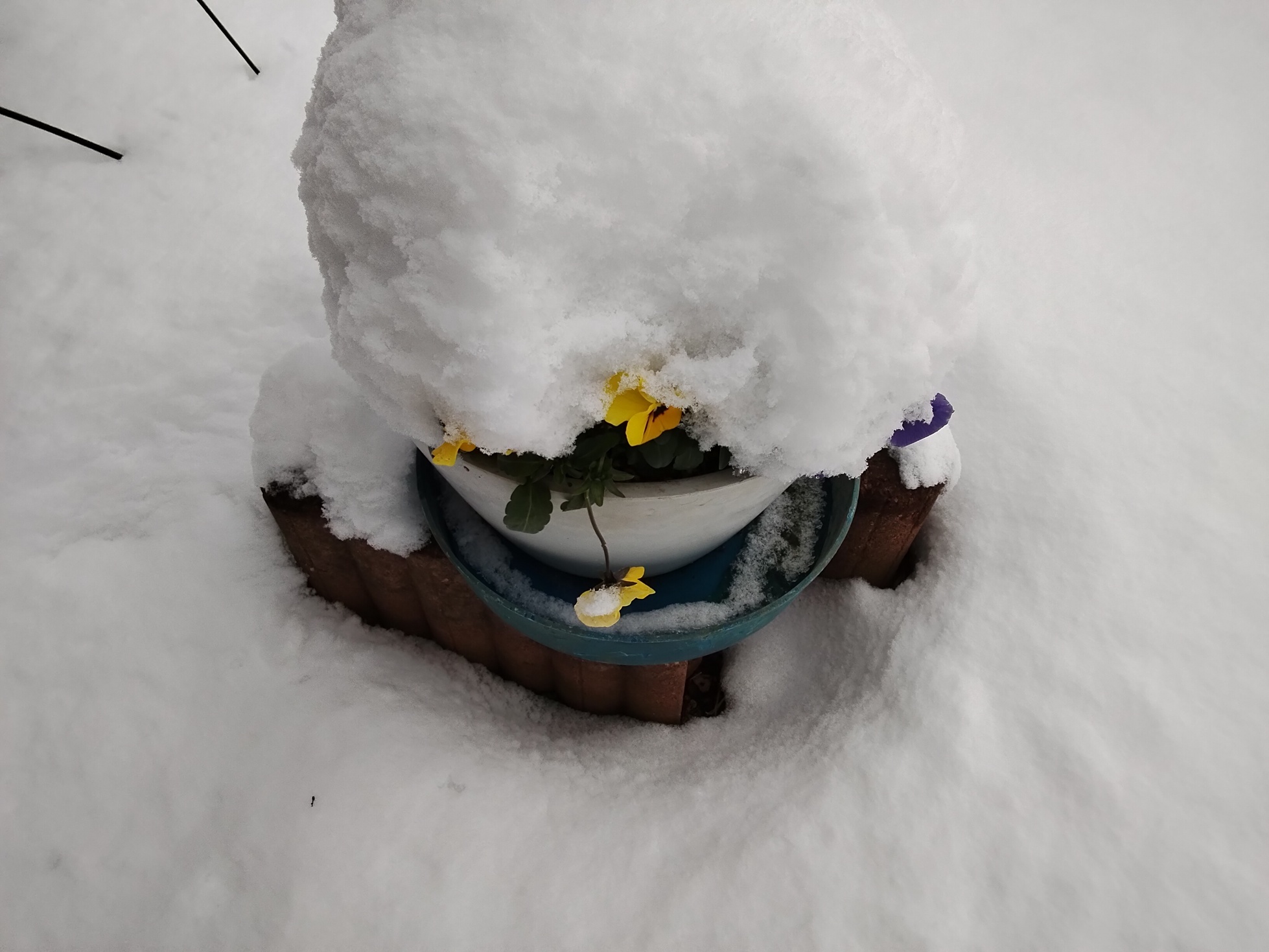 ��̖X�q�i�Ԃǐ^�񒆂̗��ւ�j