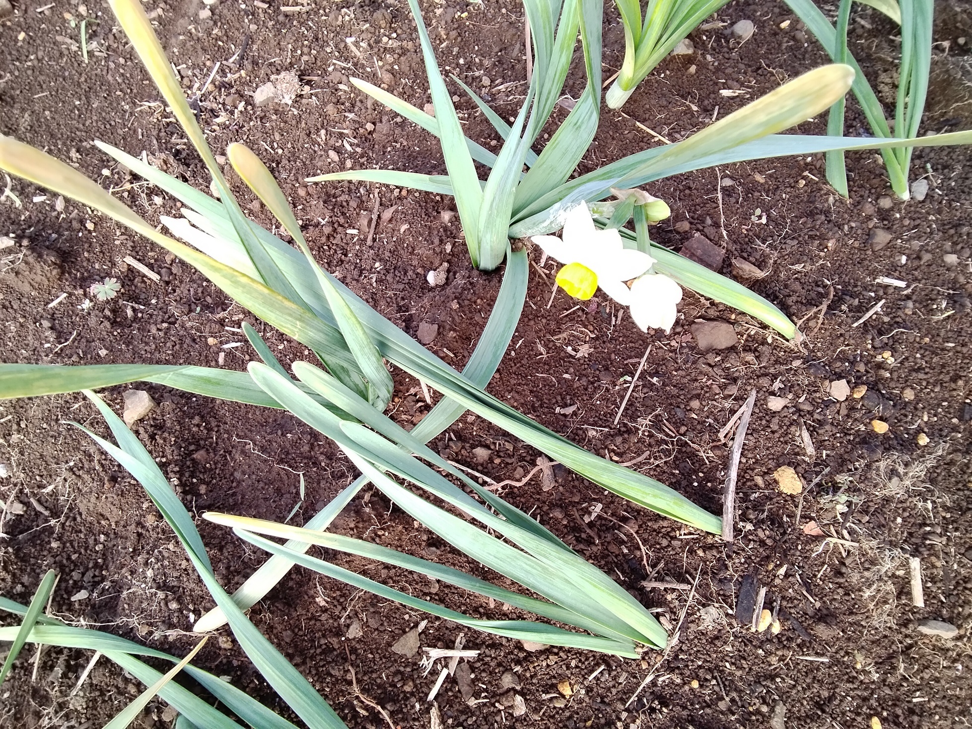 �b�݂̉J�i�Ԃǐ^�񒆂̗��ւ�j