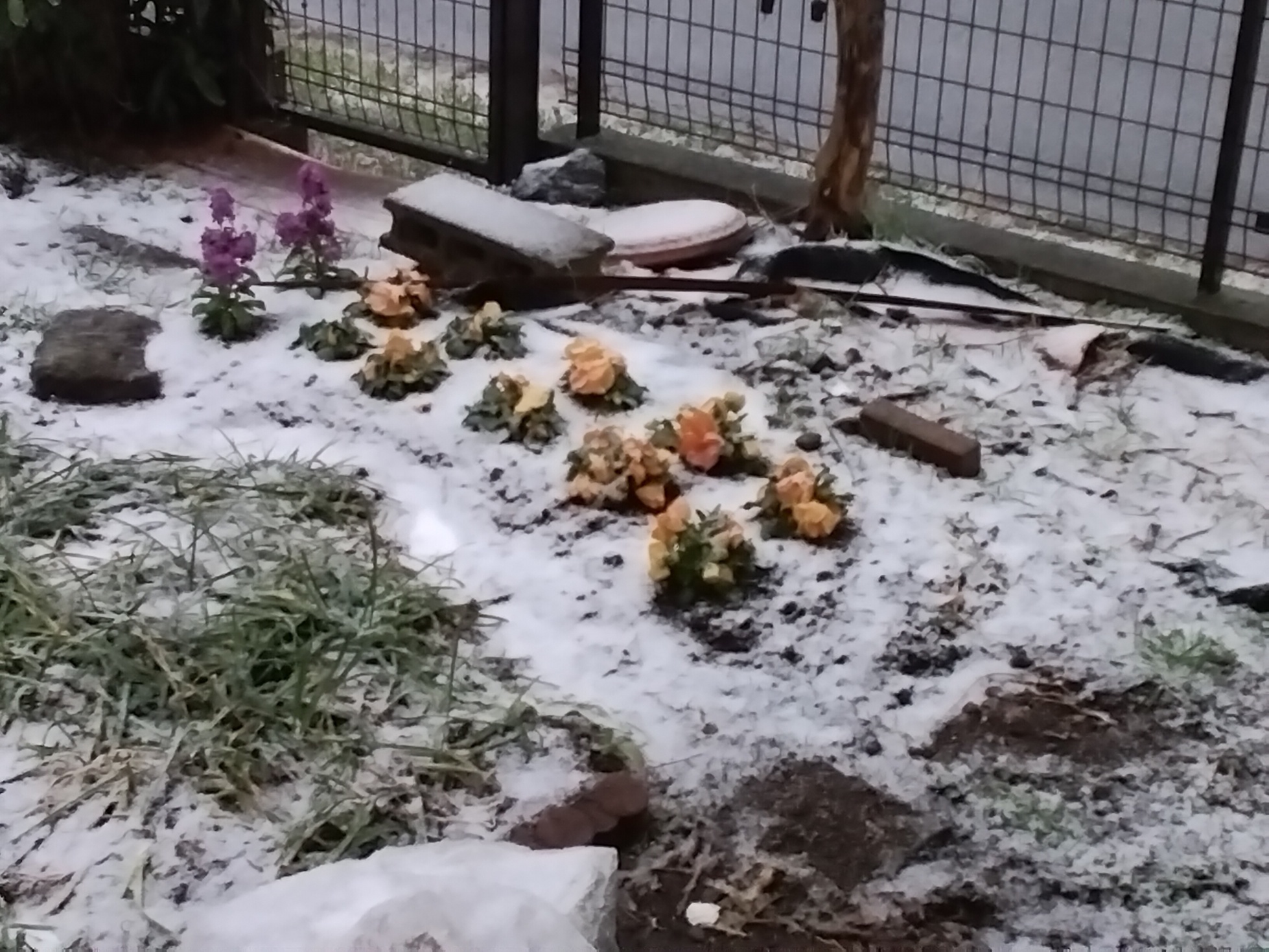 �t�̐�i�Ԃǐ^�񒆂̗��ւ�j