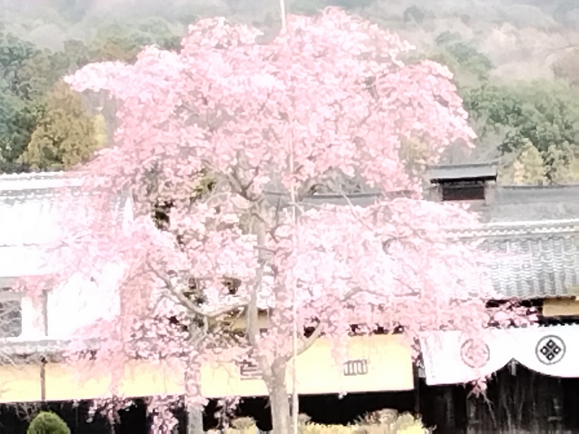 �Ԃǐ^�񒆂̗��ւ�