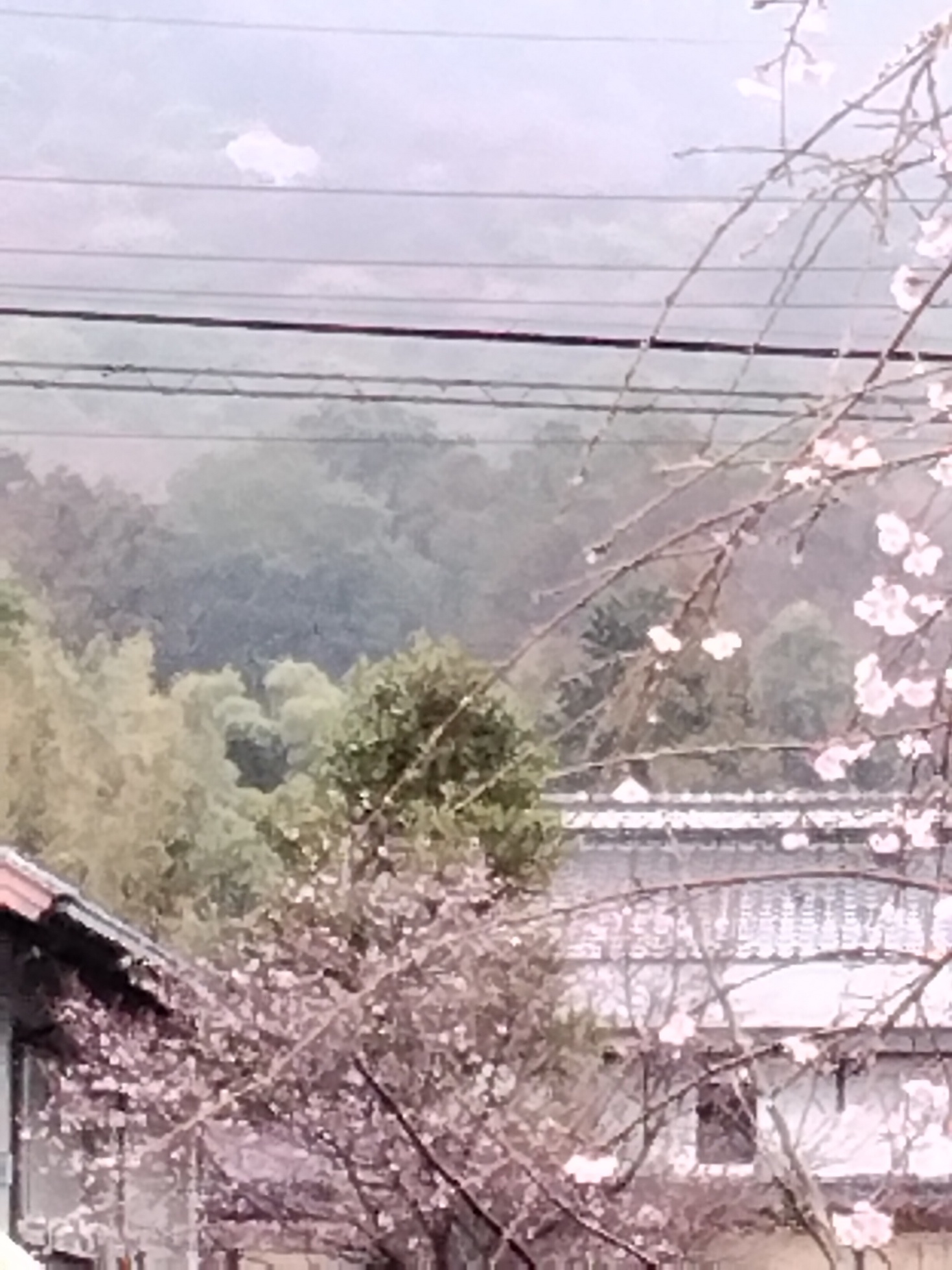 �R�U�N�����]�i�Ԃǐ^�񒆂̗��ւ�j