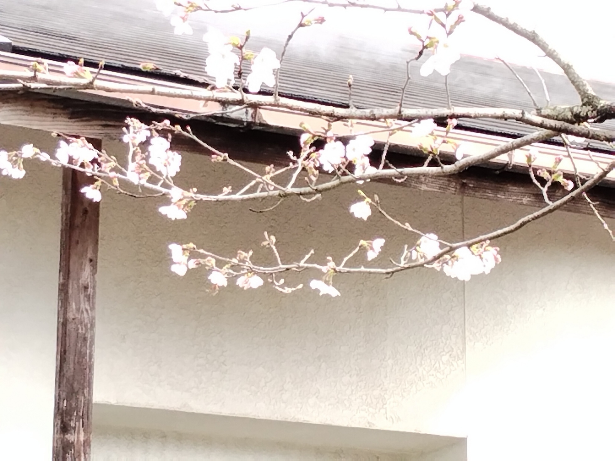 �Ԃǐ^�񒆂̗��ւ�