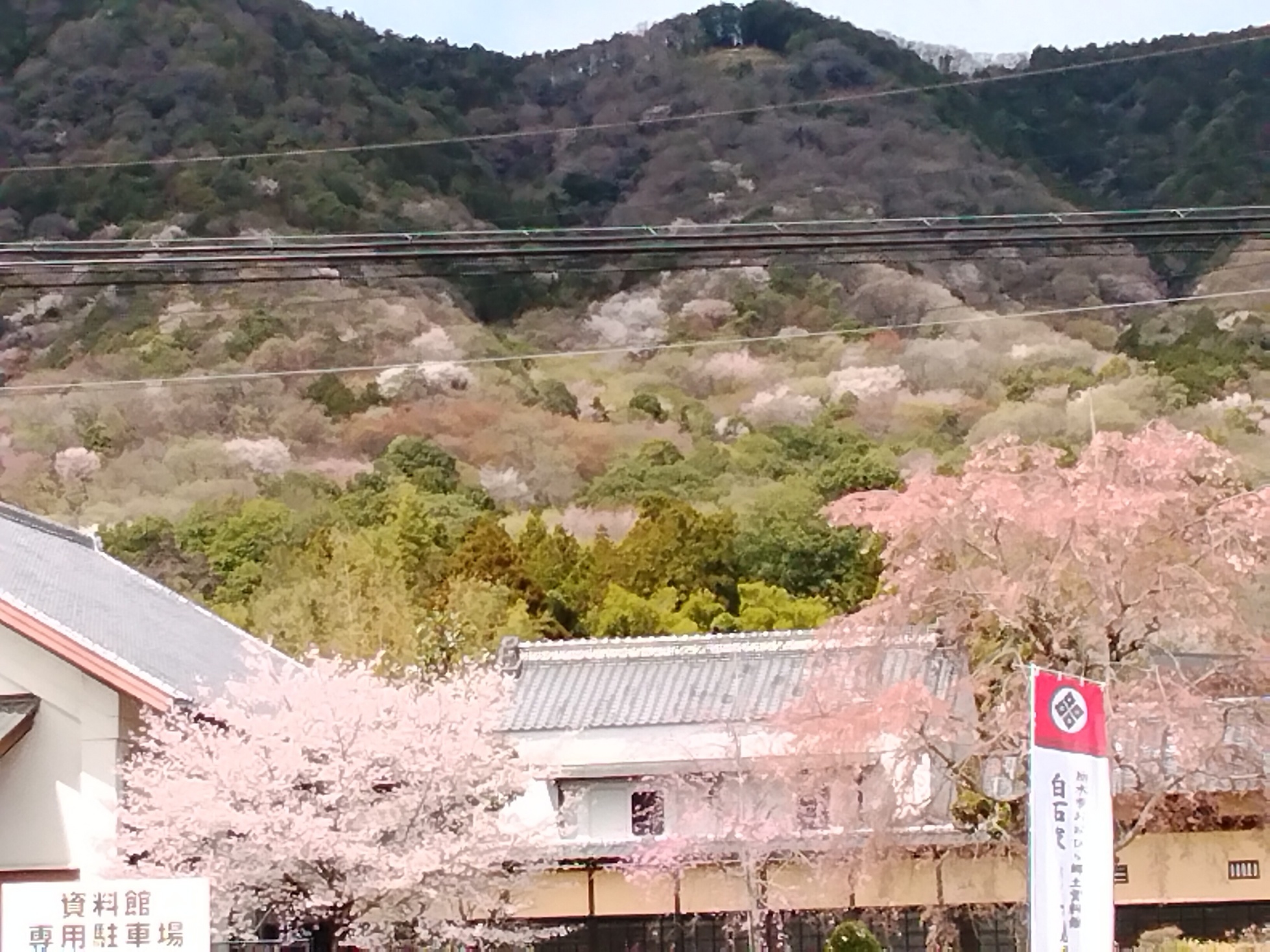 �W�ΎR�̎R�U�N���i�Ԃǐ^�񒆂̗��ւ�j