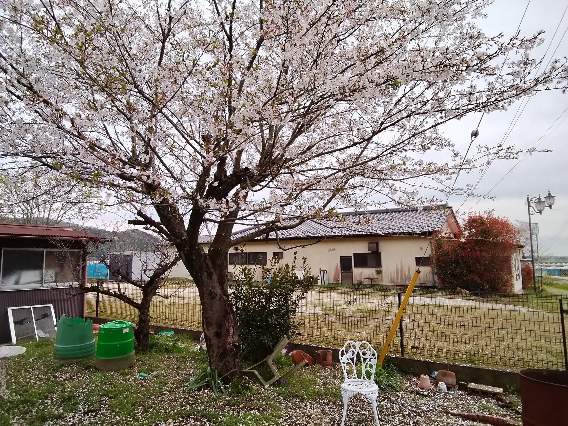 �ɏt�i�Ԃǐ^�񒆂̗��ւ�j