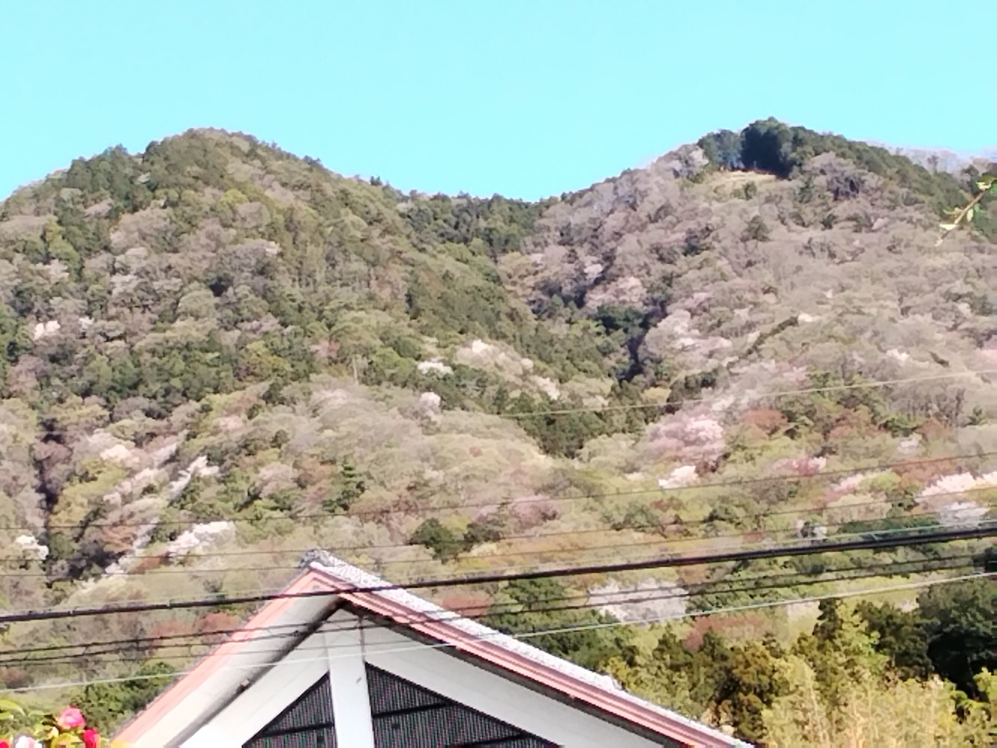 ���]�@�F��i�Ԃǐ^�񒆂̗��ւ�j