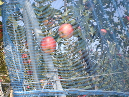 �Ԃǐ^�񒆂̗��ւ�