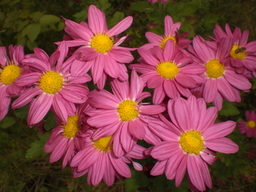 �Ԃǐ^�񒆂̗��ւ�