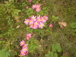 �Ԃǐ^�񒆂̗��ւ�