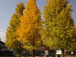 �Ԃǐ^�񒆂̗��ւ�