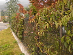 �Ԃǐ^�񒆂̗��ւ�